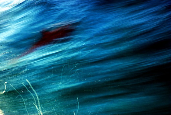 Dolphin poetry