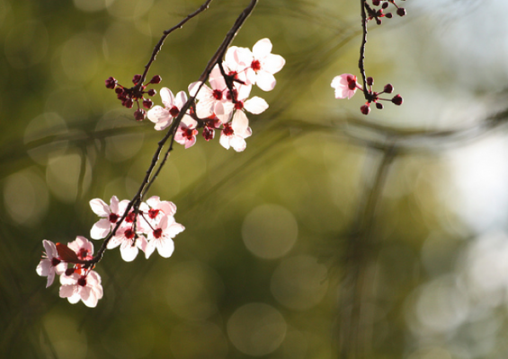 Plum Blossom by John Morgan