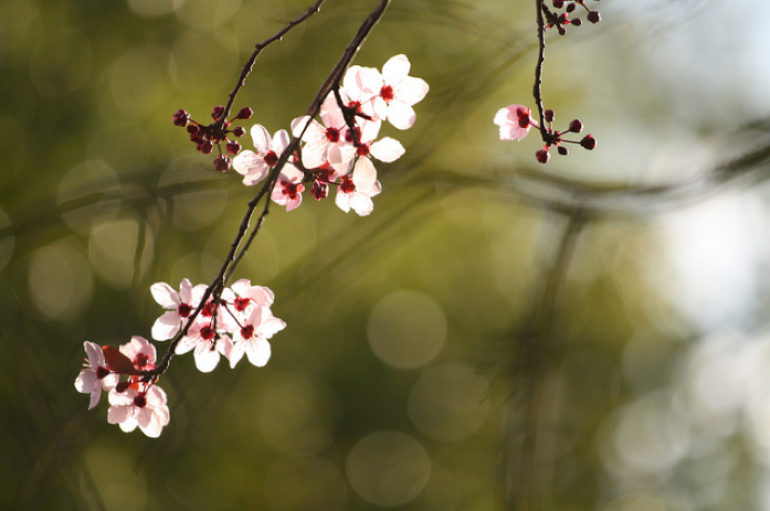 poetry classroom sour plums tweetspeak poetry poetry writing