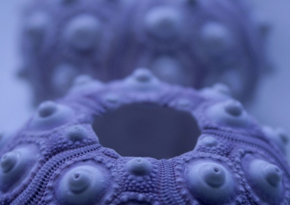 Pantoum Sea Urchins by Pink Sherbet Photography