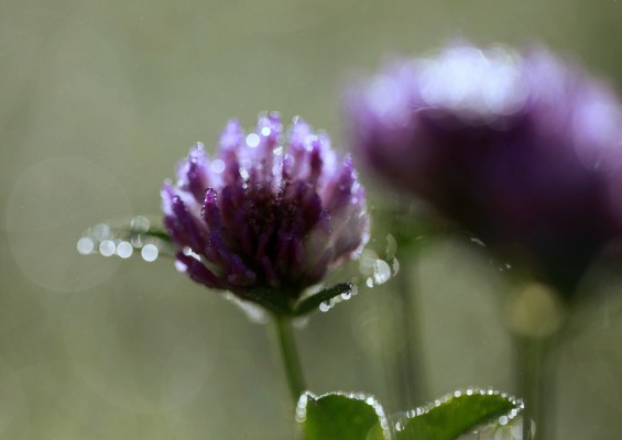 Artist Date Purple Clover