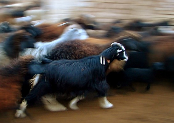 pantoum goat poetry prompt