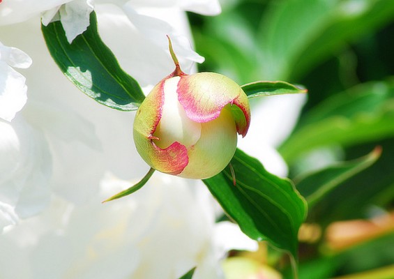 peony tattoo