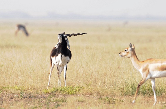 Ghazal Poetry Gazelles
