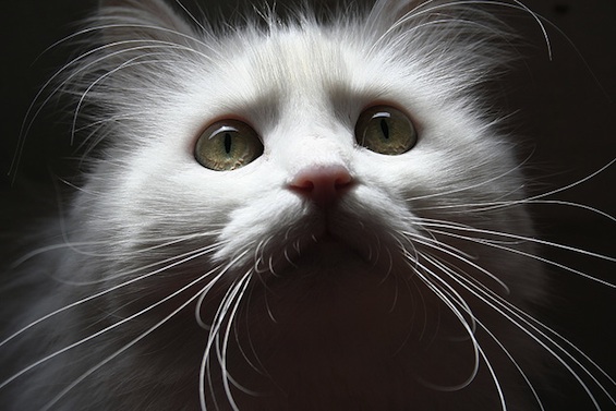 Cat Poetry White Cat Poems