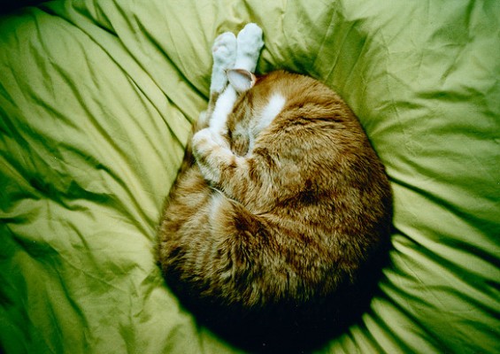 cat poetry