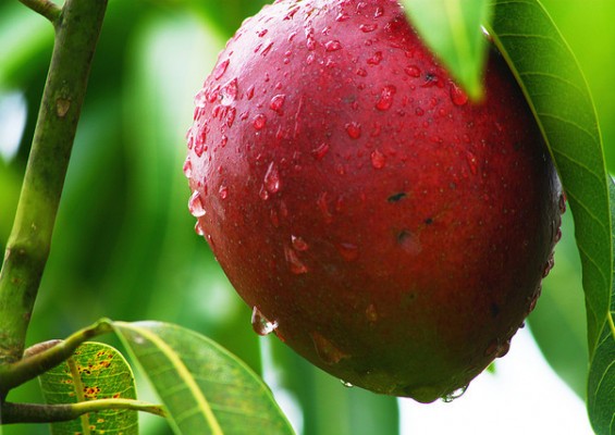 mary oliver mango