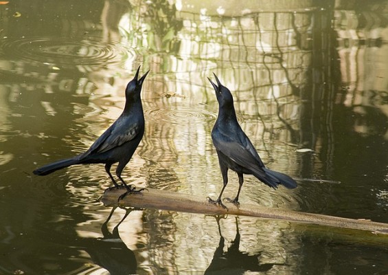twitter poetry top ten poetic tweets