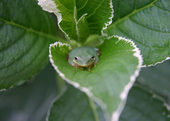 ode to a frog