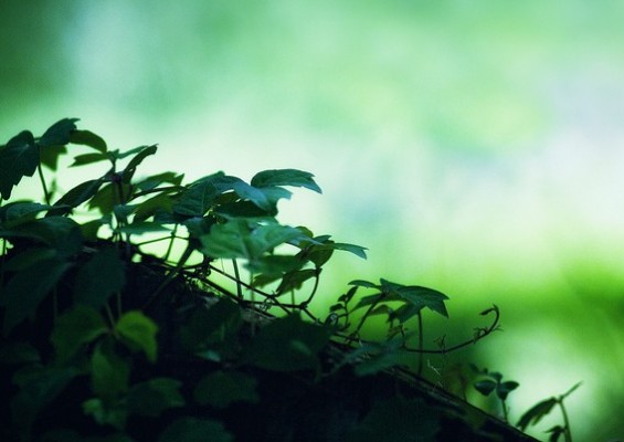 Poets and Poems: Charles Wright’s “Caribou”