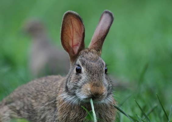 children's books peter rabbit