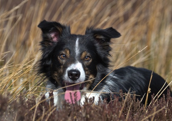 Dog Adventure