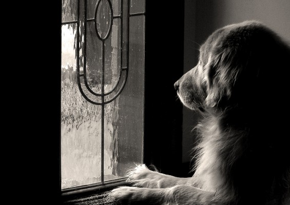 Faithful Dog