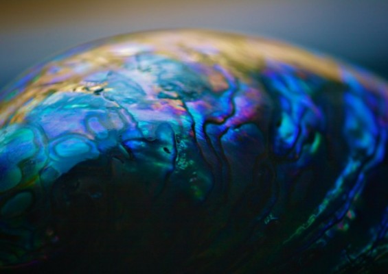Portrait of a Shell