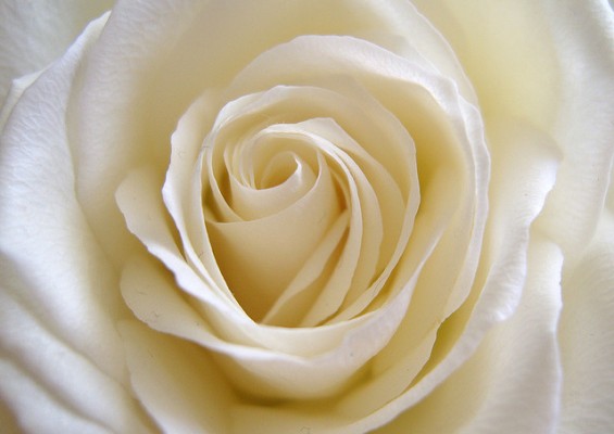 top 10 rose poems