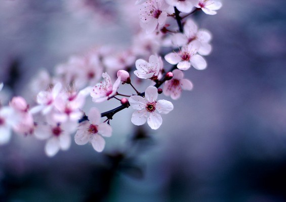 top ten haiku resources