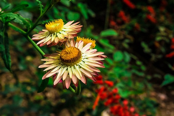 Tweetspeak Tugboat Straw Flower