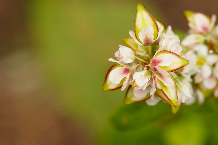 Autumn flower Thanksgiving poems