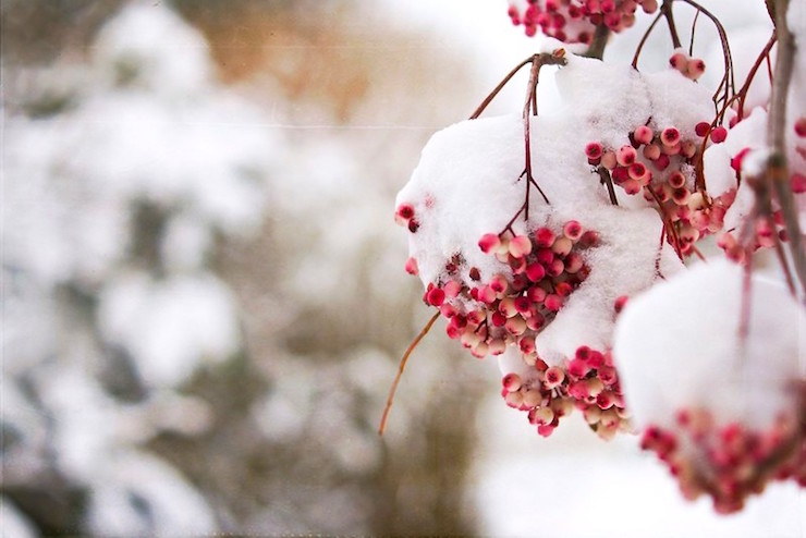 frozen red berries haiku poems