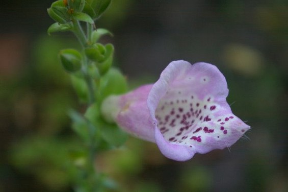 flash fiction foxglove