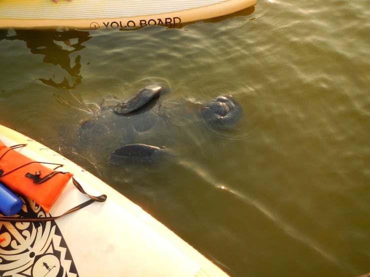 Baby-Manatee-by-Kathryn-Neel-1024x768