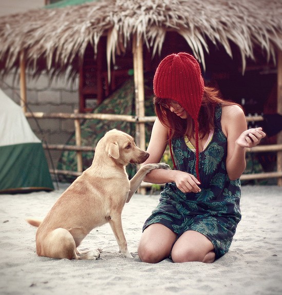 Dog on beach TSP