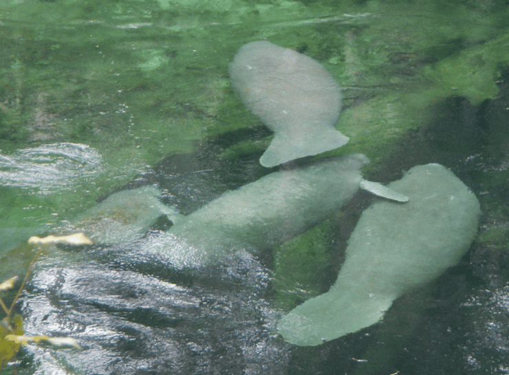 Blue Spring Florida Manatees