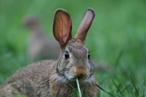 children's books peter rabbit