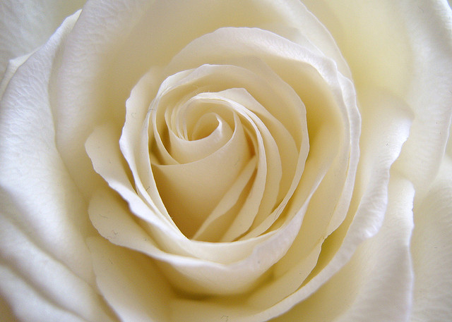 white rose love poem