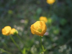 Buttercup-Catalog-Poems