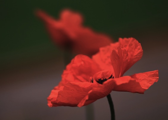 The Most Famous Poem Of World War I