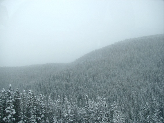 Colorado Fir Trees near Vale