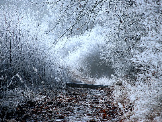 Winter Woods