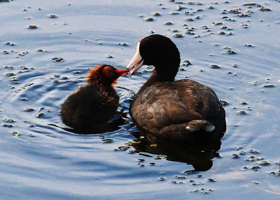 Ducks on Water Memoir