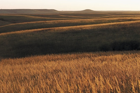 Tall Grass Prairie