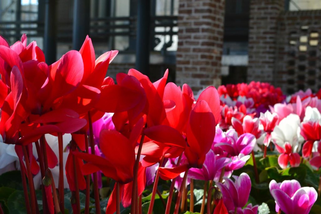 Lauritzen Gardens cyclamen