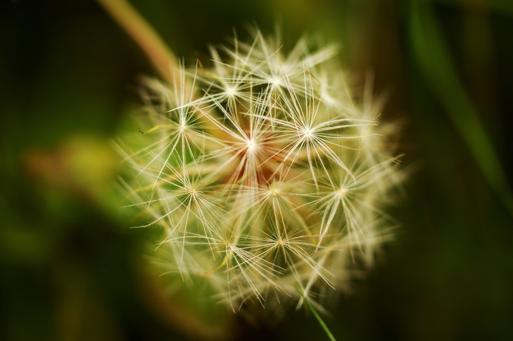 Dandelion Poetry Prompt