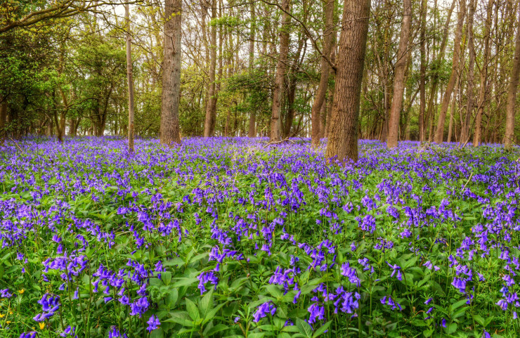 Shakespeare Poetry Prompt Purple Flowers in a Forest