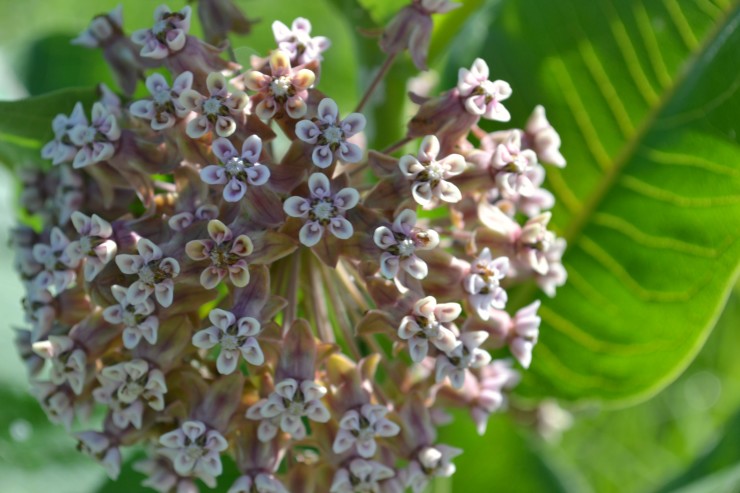 Spring Creek Prairie Audubon Center Denton Nebraska milkweek flower