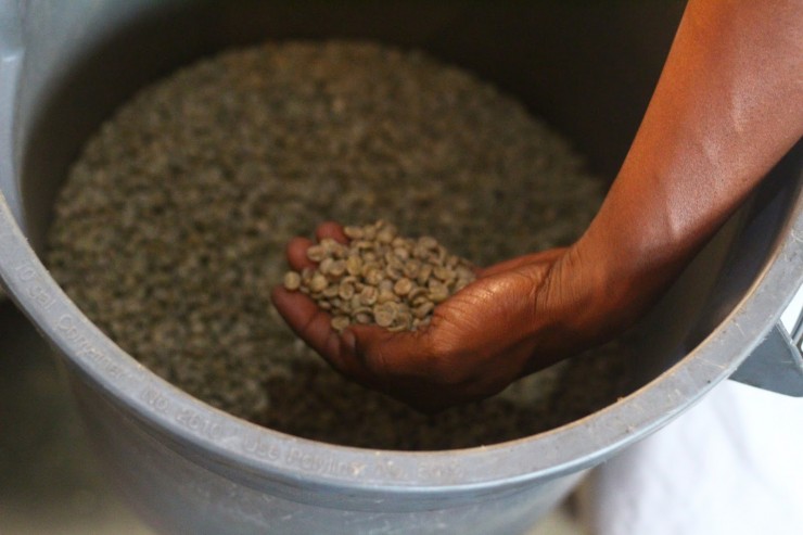 raw green coffee beans un-roasted what do coffee beans look like