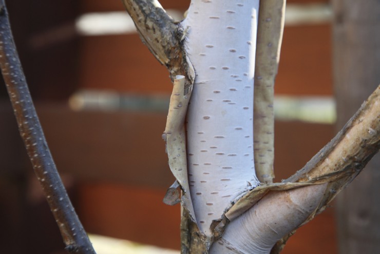 Birches by Robert Frost coloring page poem - peeling birch branch