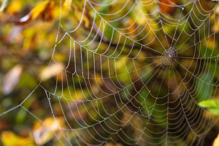 a noiseless patient spider by walt whitman essay A summary of a short whitman poem ‘a noiseless patient spider’ is a little gem of a poem among walt whitman’s oeuvre like this one from an essay on man . a noiseless patient spider by walt whitman essay A summary of a short whitman poem ‘a noiseless patient spider’ is a little gem of a poem among walt whitman’s oeuvre like this one from an essay on man .