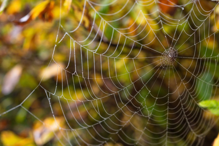 A Noiseless Patient Spider by Walt Whitman Coloring Page Poem