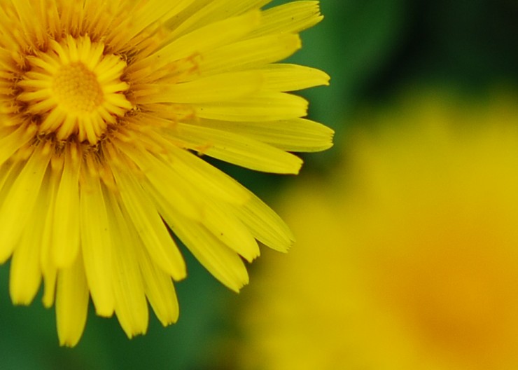 The Dandelion by Vachel Lindsay Coloring Page Poem