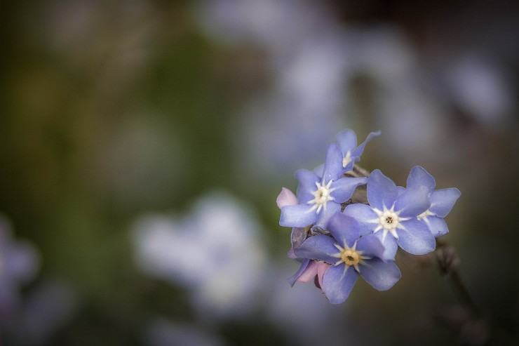 forget me nots memoir notebook searching for arkansas