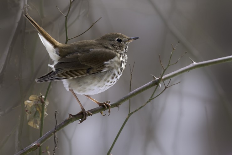 Coloring Page Poems The Darkling Thrush by Thomas Hardy