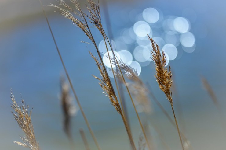 Peaceful Reeds De-stress