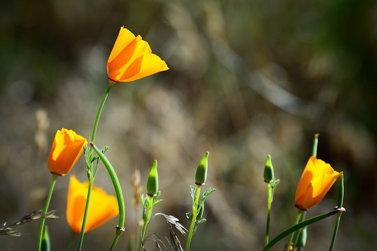 The Joy of Poetry Yellow Flowers