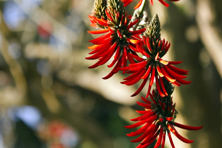 red flower increase poetry reading