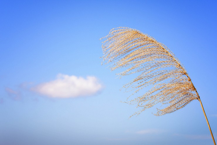 Silver grass - 2016 Pulitzer Prize: “Ozone Journal” by Peter Balakian